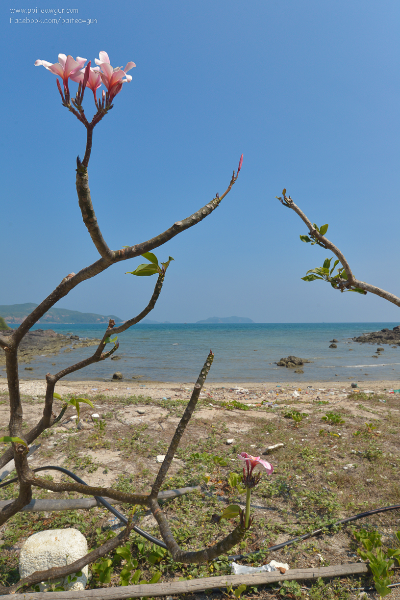 bluesea_koh_kham_sattahip_chonburi_thailand_-10